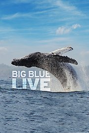 Big Blue Live