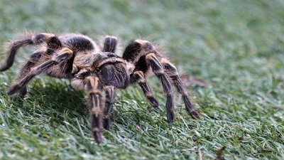 The Wildlife Docs Season 4 Episode 19