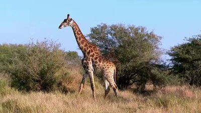 The Wildlife Docs Season 4 Episode 20