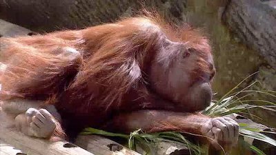 The Wildlife Docs Season 4 Episode 25