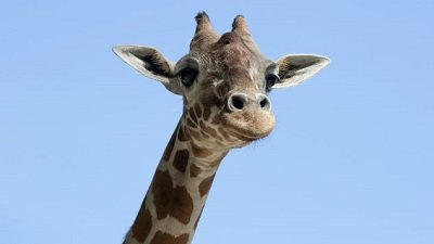 The Wildlife Docs Season 5 Episode 1