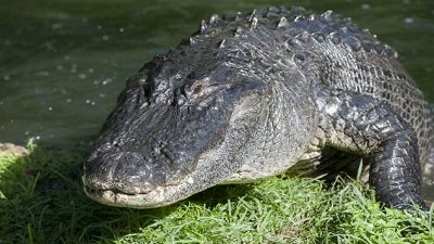 The Wildlife Docs Season 5 Episode 6