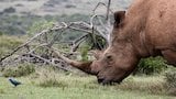 Saving Wild Rhinos in South Africa