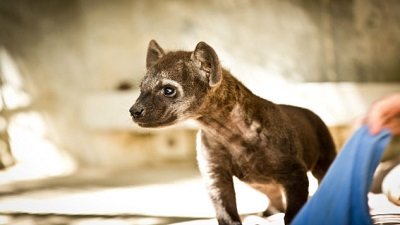 The Wildlife Docs Season 5 Episode 8