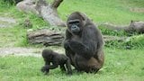 A Family of Gorillas