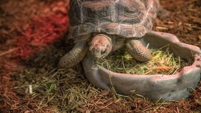 The Wildlife Docs Season 5 Episode 10