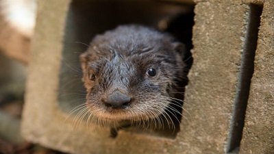 The Wildlife Docs Season 5 Episode 11