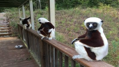 The Wildlife Docs Season 5 Episode 12