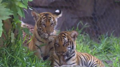 The Wildlife Docs Season 1 Episode 1