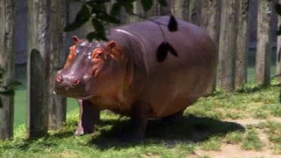 The Wildlife Docs Season 1 Episode 7