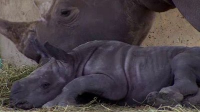 The Wildlife Docs Season 1 Episode 6