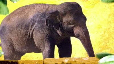 The Wildlife Docs Season 1 Episode 5