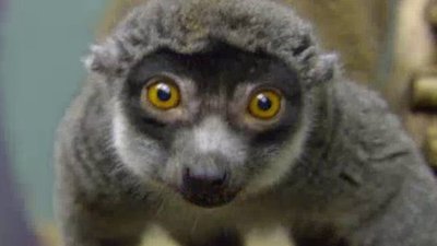 The Wildlife Docs Season 1 Episode 4