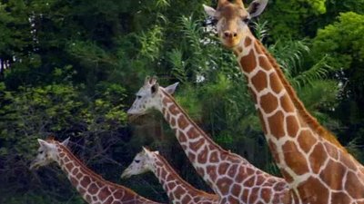 The Wildlife Docs Season 1 Episode 3