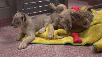 The Wildlife Docs Season 1 Episode 2