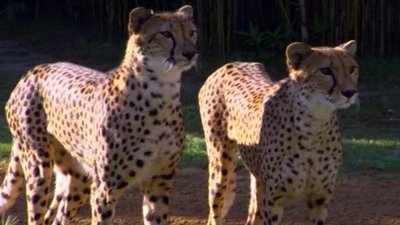 The Wildlife Docs Season 1 Episode 8