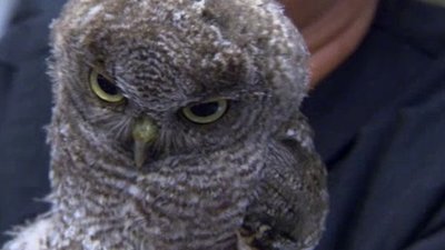 The Wildlife Docs Season 1 Episode 11