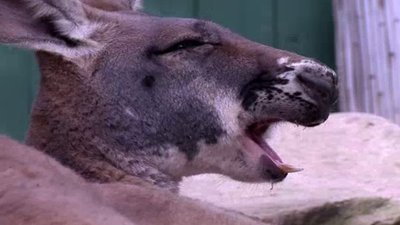 The Wildlife Docs Season 1 Episode 10