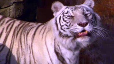 The Wildlife Docs Season 1 Episode 9