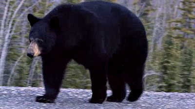 The Wildlife Docs Season 1 Episode 20