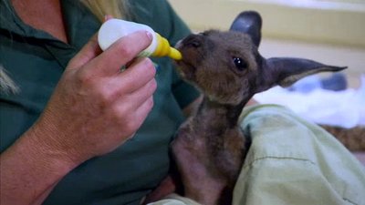 The Wildlife Docs Season 1 Episode 19