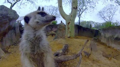 The Wildlife Docs Season 1 Episode 25