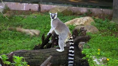 The Wildlife Docs Season 1 Episode 24