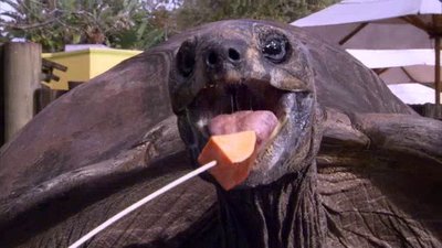 The Wildlife Docs Season 1 Episode 23