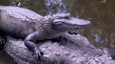 The Wildlife Docs Season 1 Episode 21