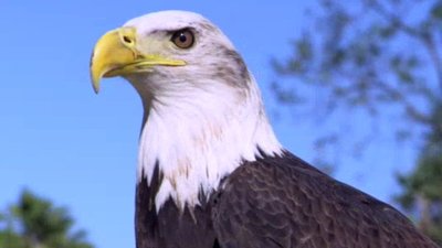 The Wildlife Docs Season 1 Episode 17