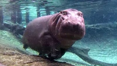 The Wildlife Docs Season 1 Episode 16