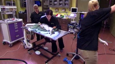 The Wildlife Docs Season 1 Episode 15