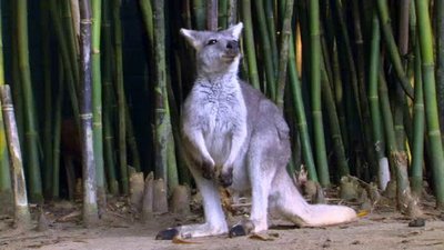 The Wildlife Docs Season 2 Episode 1