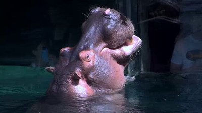 The Wildlife Docs Season 3 Episode 11