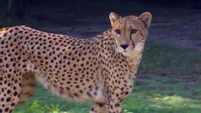 The Wildlife Docs Season 3 Episode 9