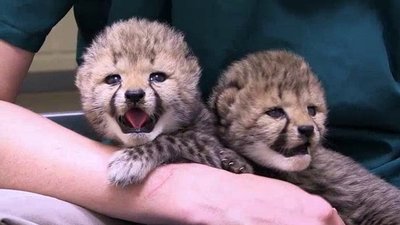 The Wildlife Docs Season 3 Episode 8