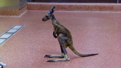 The Wildlife Docs Season 3 Episode 7