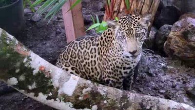 The Wildlife Docs Season 3 Episode 6