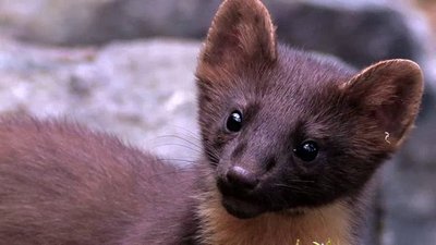 The Wildlife Docs Season 3 Episode 5