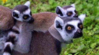 The Wildlife Docs Season 3 Episode 4