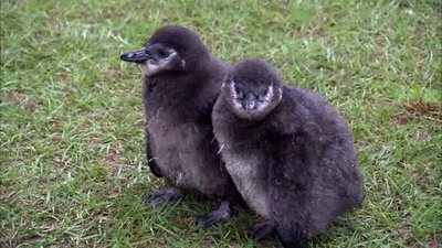 The Wildlife Docs Season 3 Episode 3