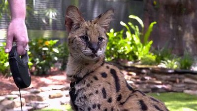 The Wildlife Docs Season 3 Episode 2