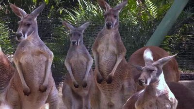 The Wildlife Docs Season 3 Episode 1