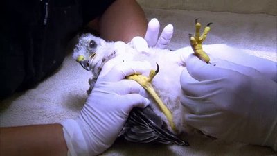 The Wildlife Docs Season 2 Episode 2