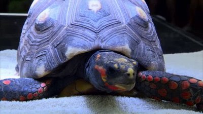 The Wildlife Docs Season 2 Episode 4