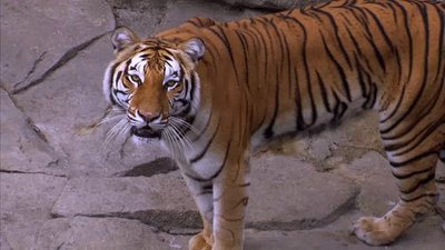 The Wildlife Docs Season 2 Episode 5