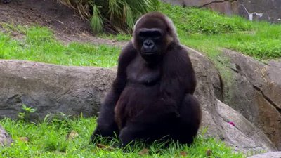 The Wildlife Docs Season 2 Episode 15