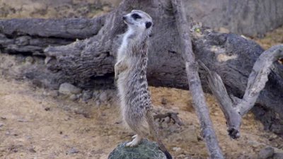 The Wildlife Docs Season 2 Episode 14