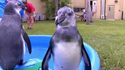 The Wildlife Docs Season 2 Episode 13