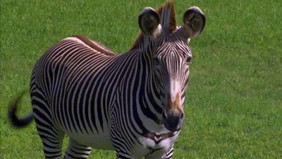 The Wildlife Docs Season 2 Episode 12